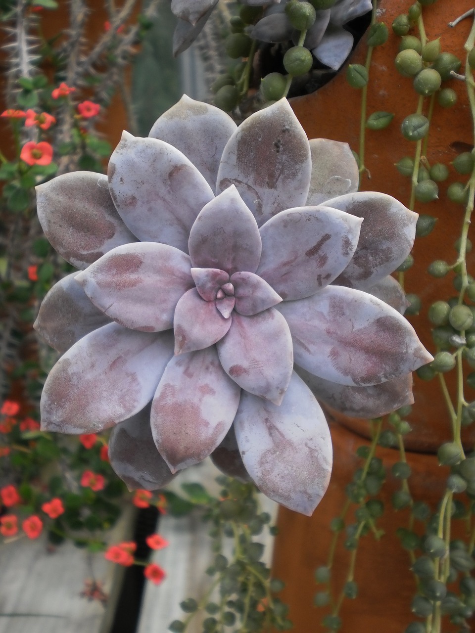 green house cactus flora free photo