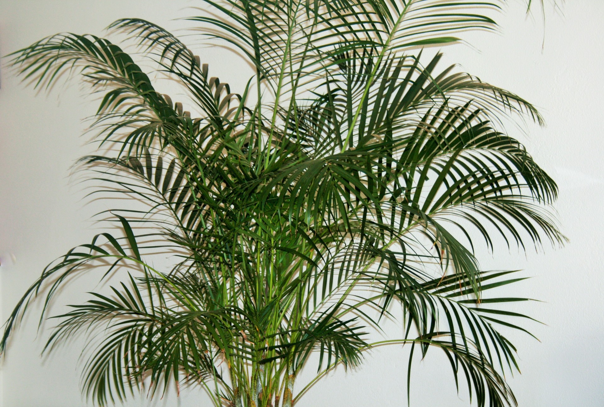 palm pot plant indoors free photo