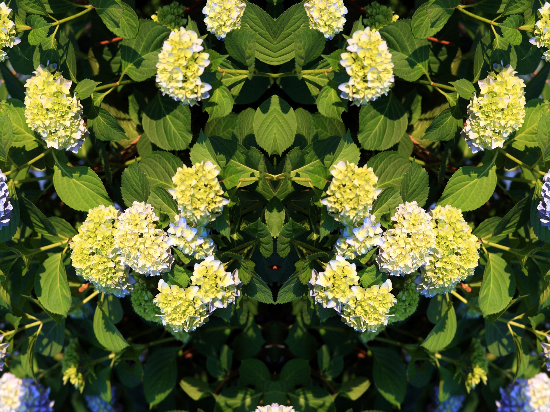 hydrangea green repeat free photo