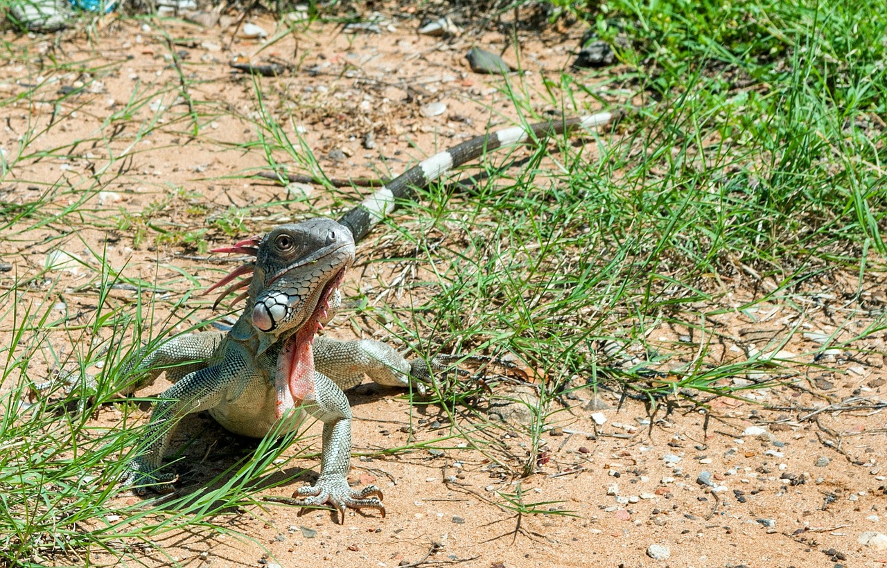 green iguana reptile lizard free photo