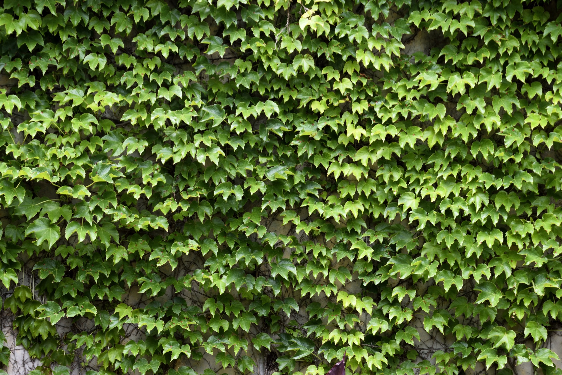 ivy vine green free photo