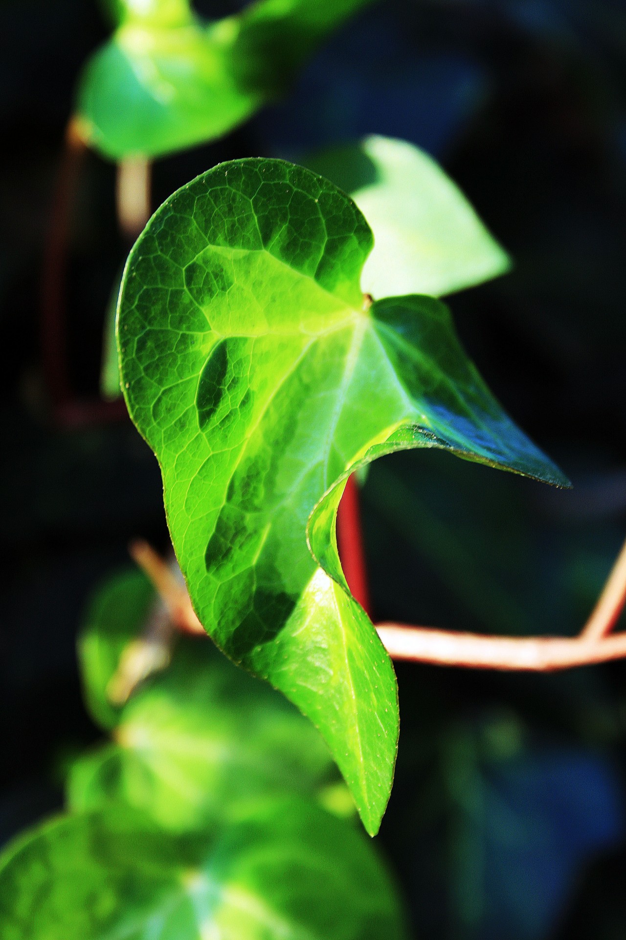 leaf green curved free photo