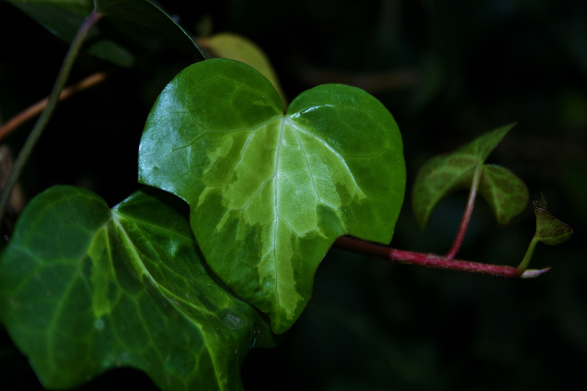 leaf green young free photo