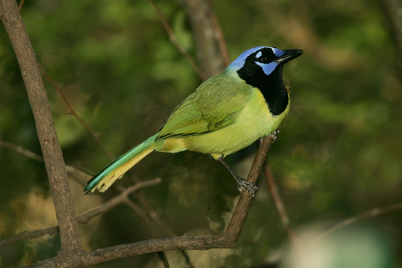 green jay bird wildlife free photo