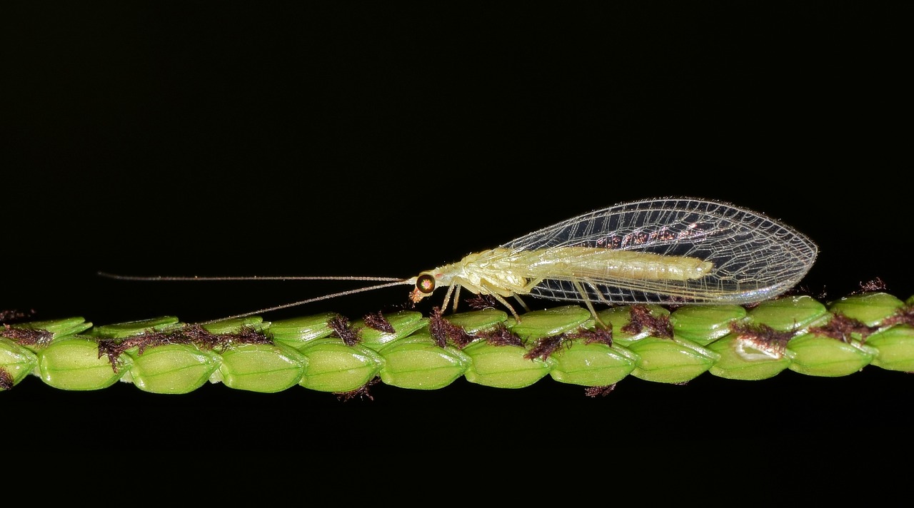 green lacewing lacewing common lacewing free photo