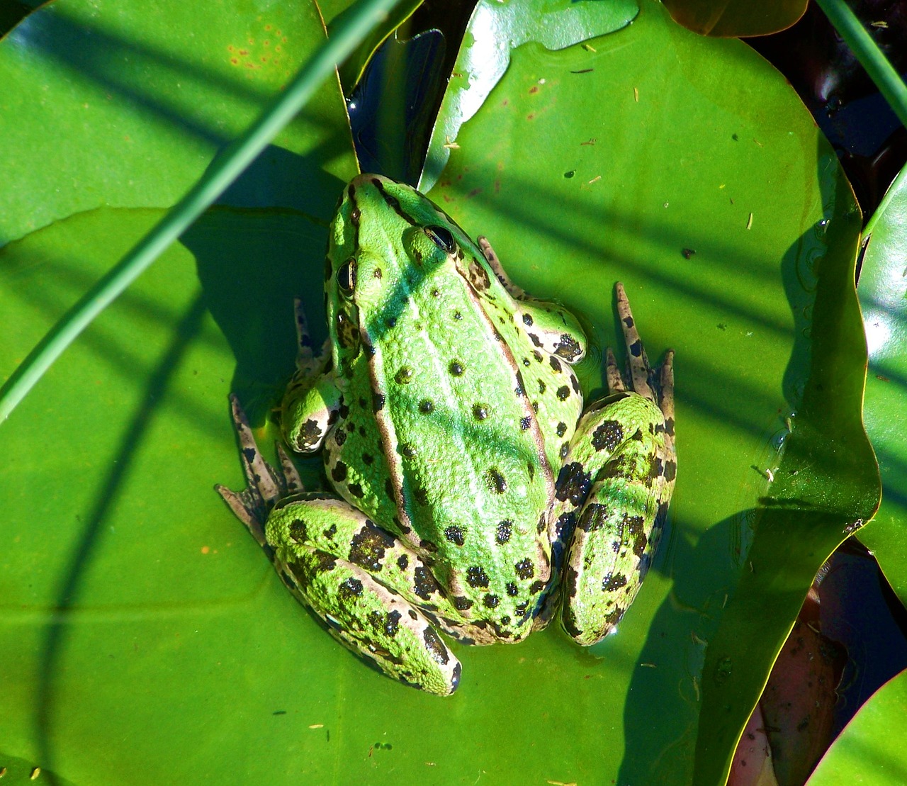 green lake frog amphibian nature free photo