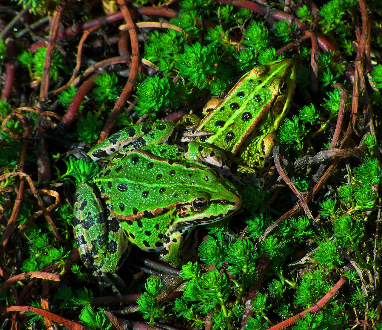 green lake frogs amphibians lake free photo