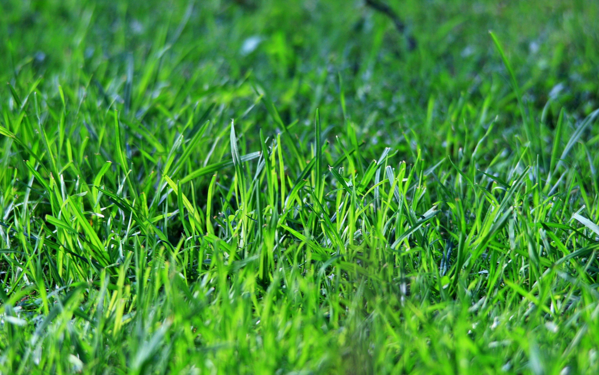 lawn grass green free photo