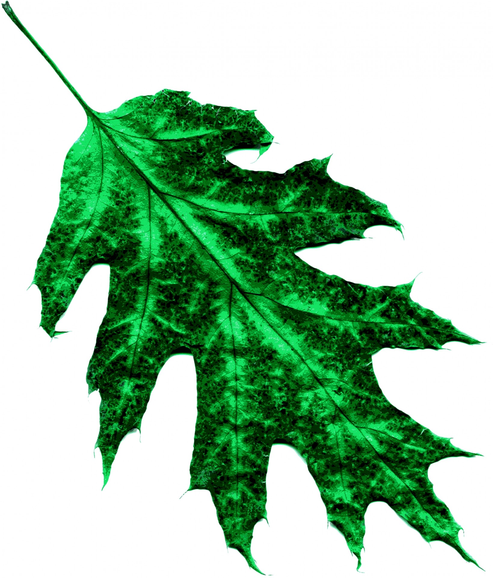 astronira leaf green free photo