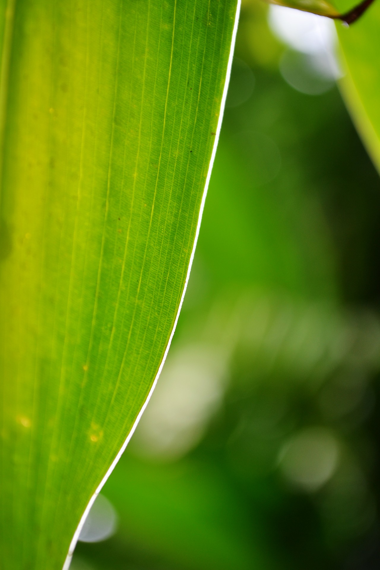 green leaf leaf light free photo