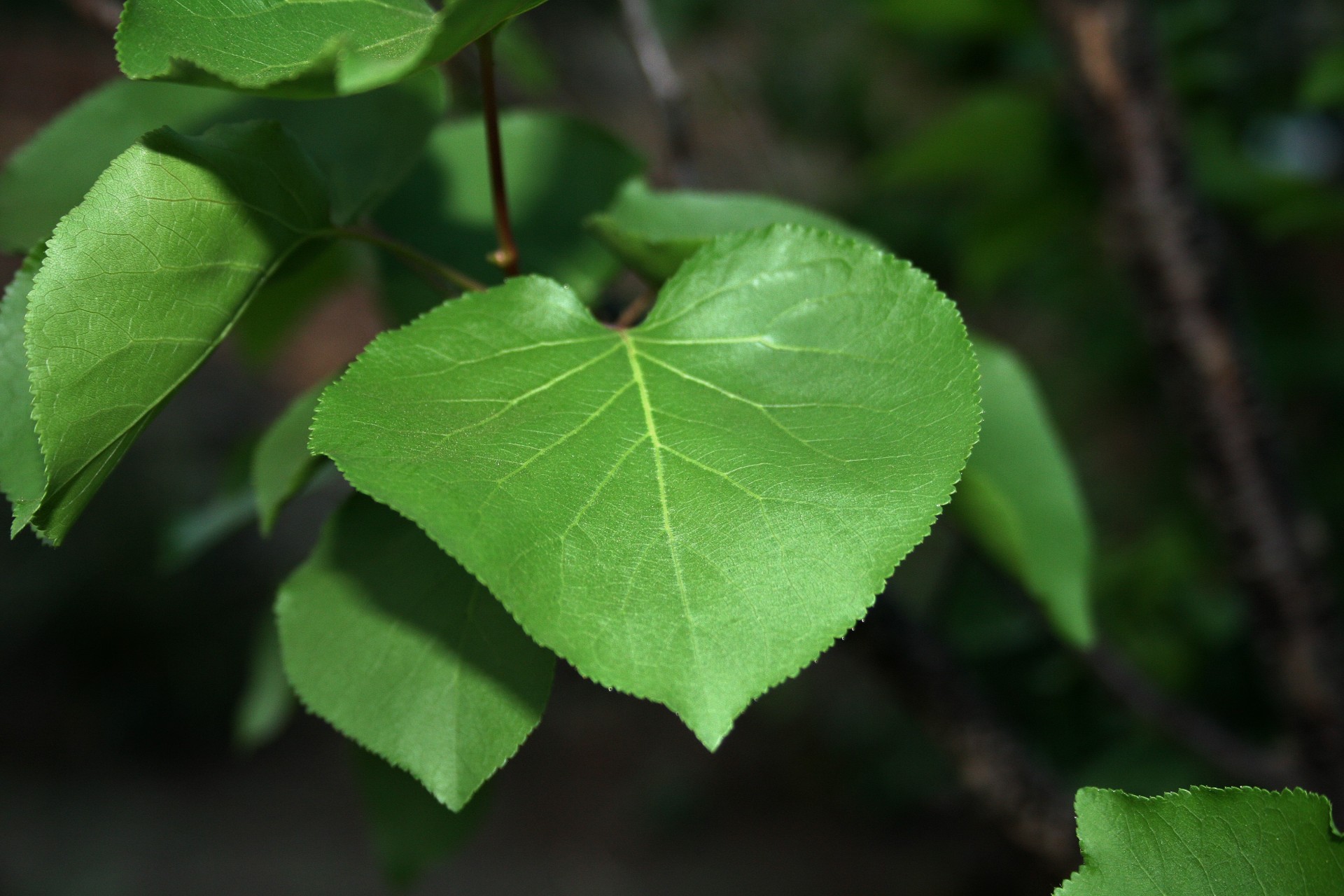 leaf green life free photo