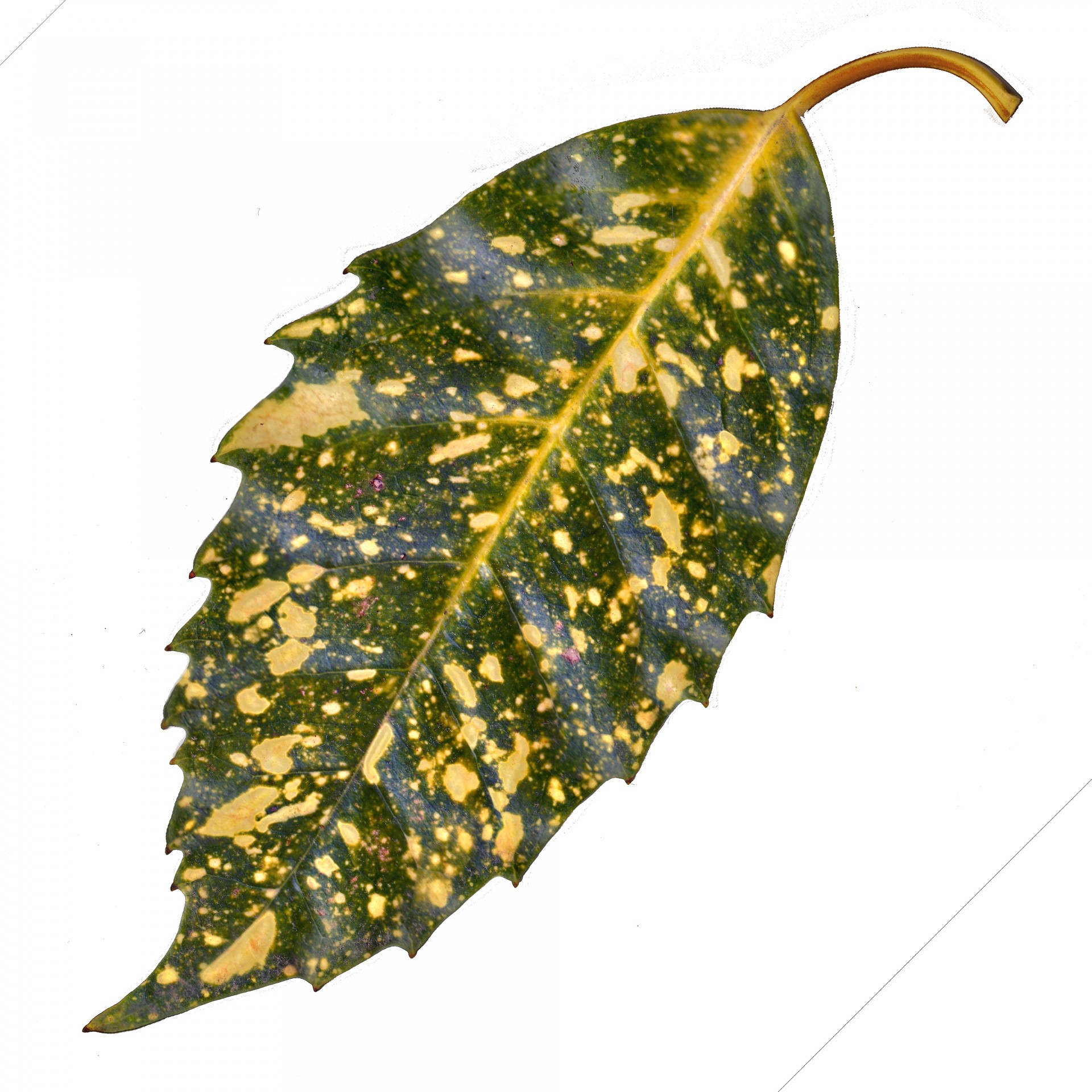 green yellow leaf free photo