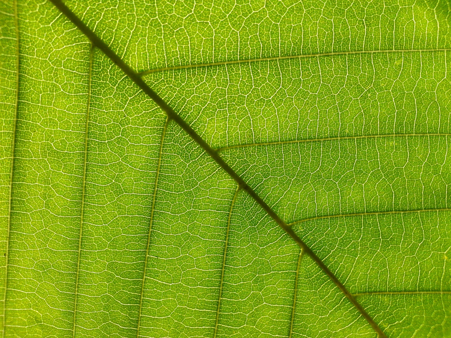 green leaf leaves free photo