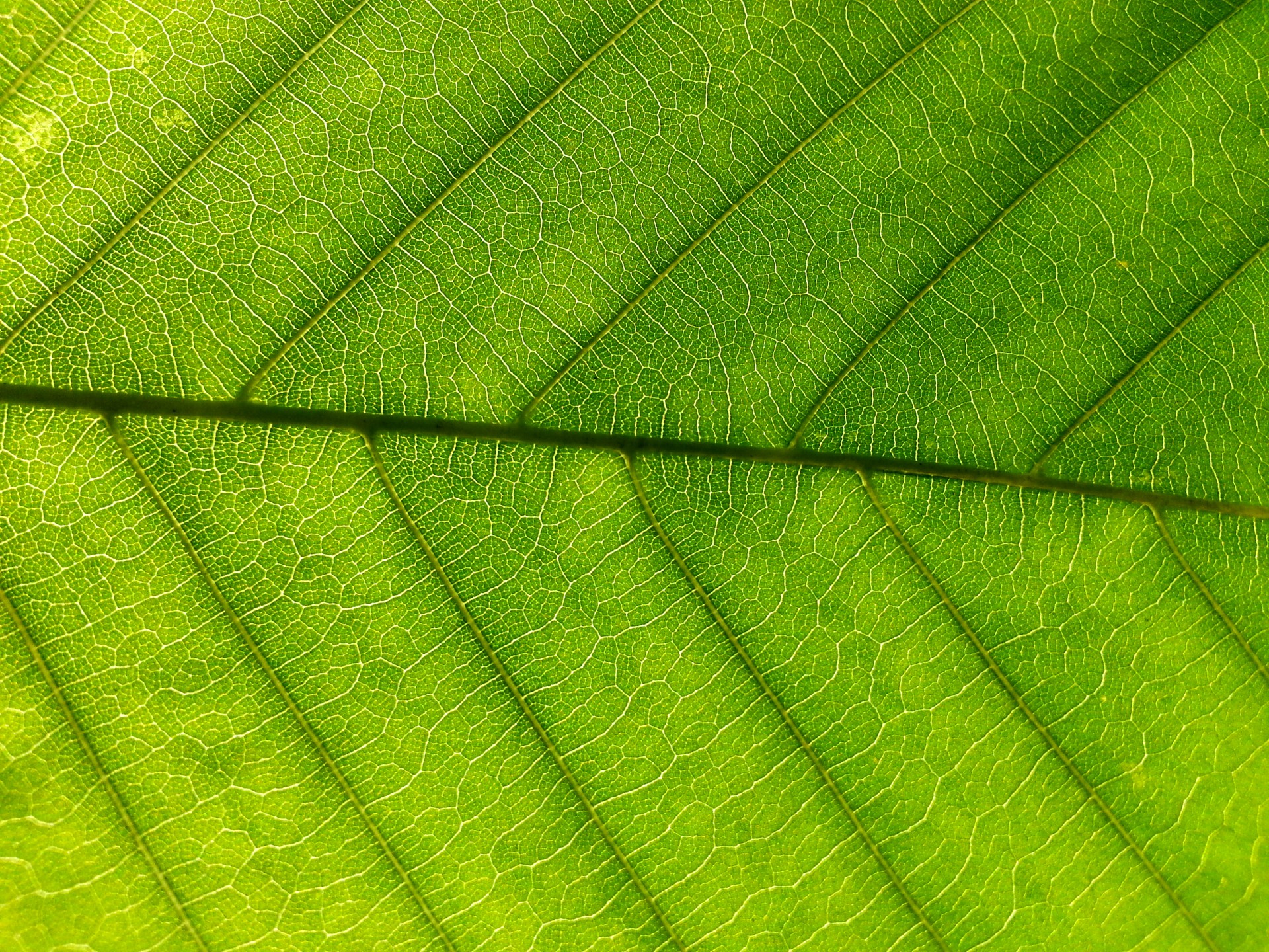 green leaf leaves free photo