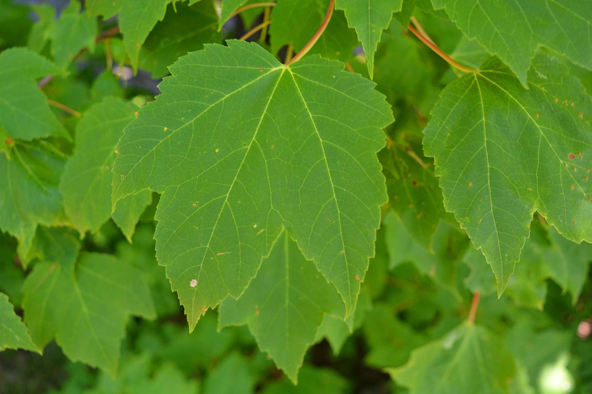 green foliage leaf free photo