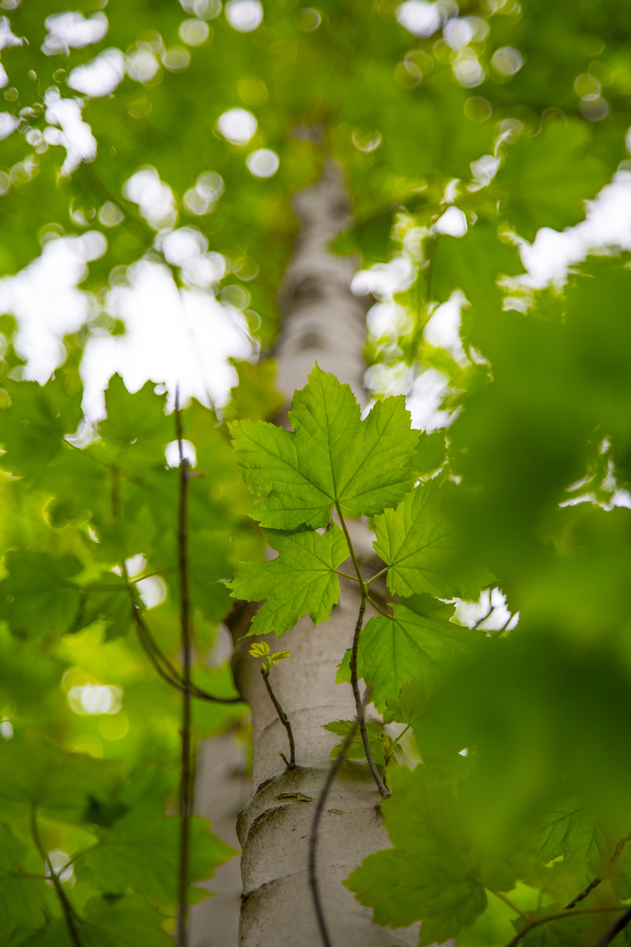 leaves leaf nature free photo