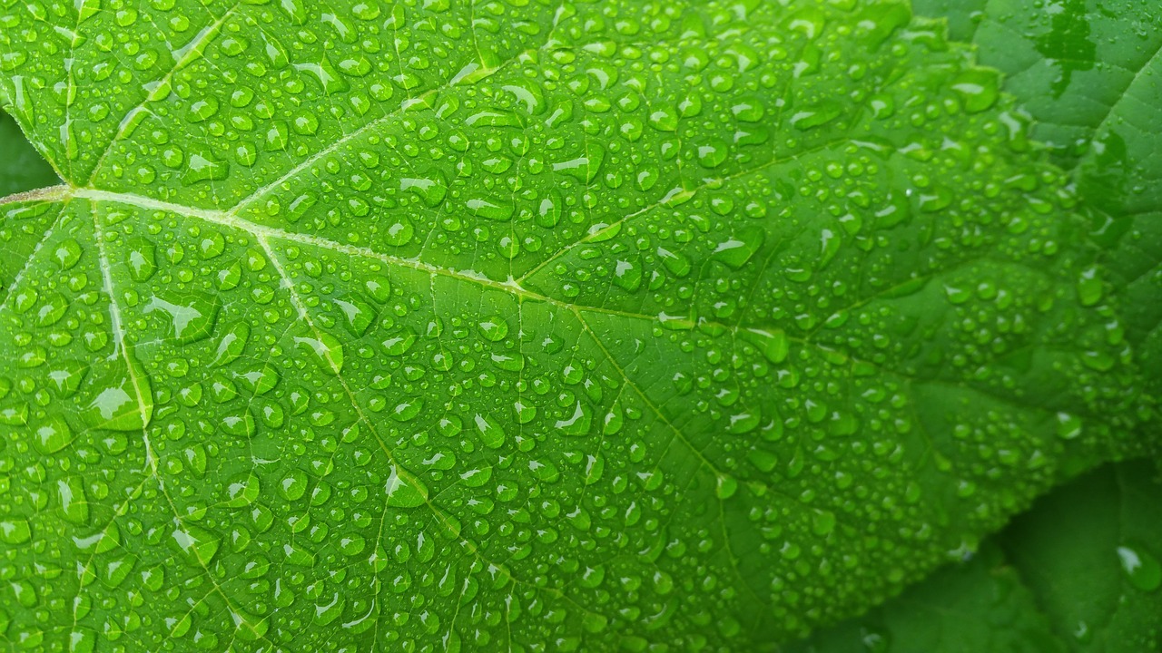 green leaf wet leaf freshness free photo