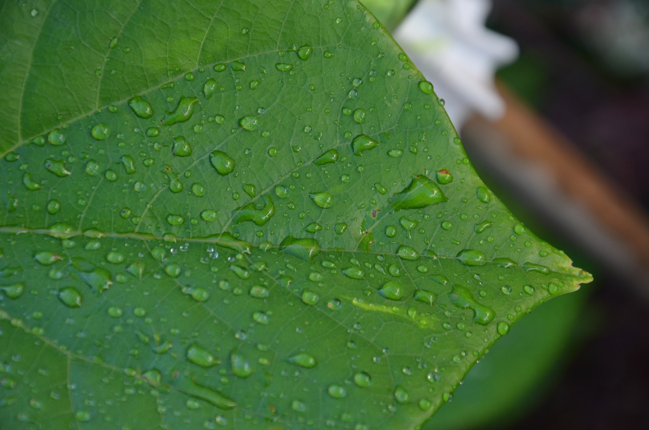 green leaf rain wet free photo