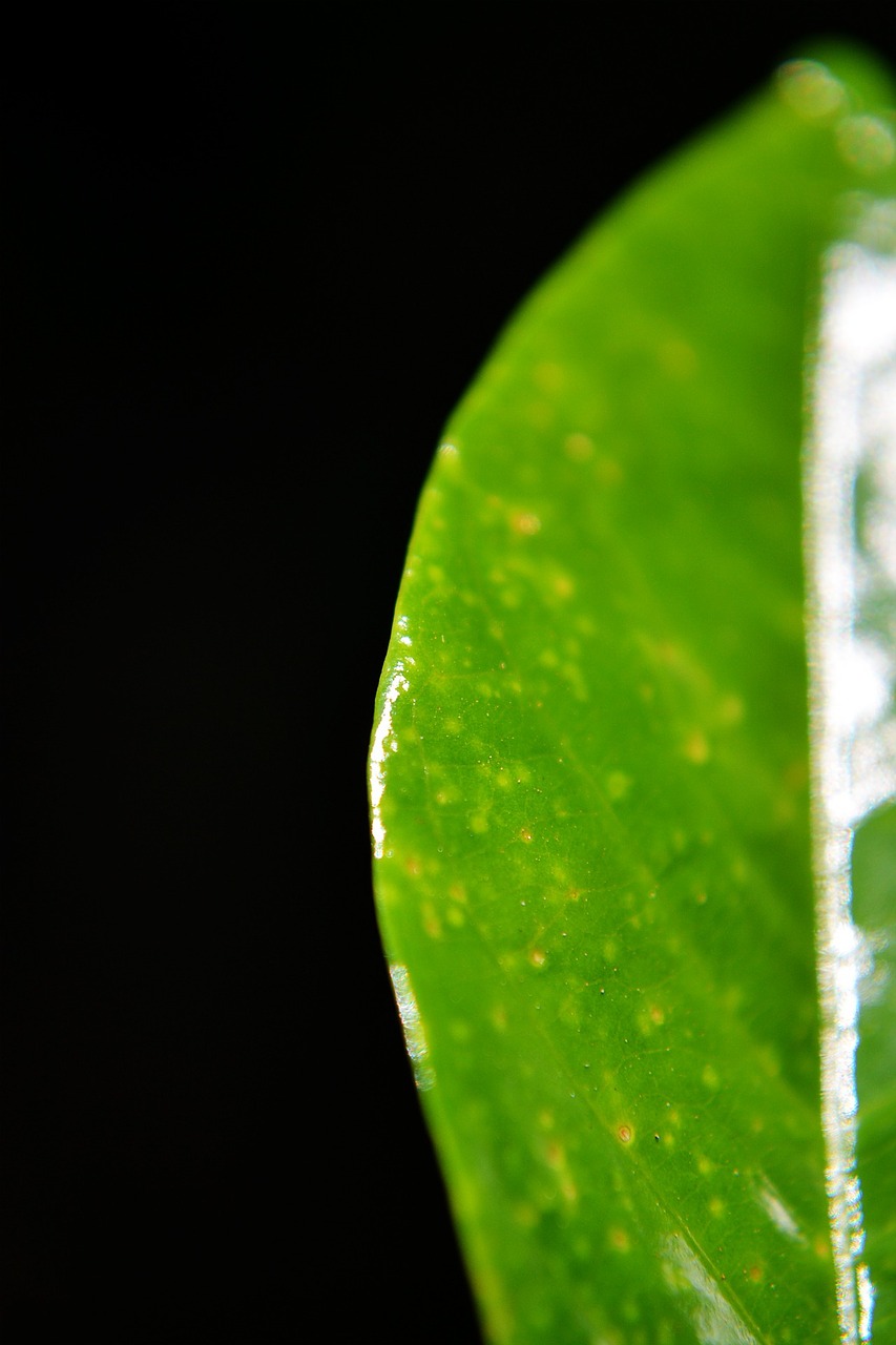 green leaf leaf close-up free photo