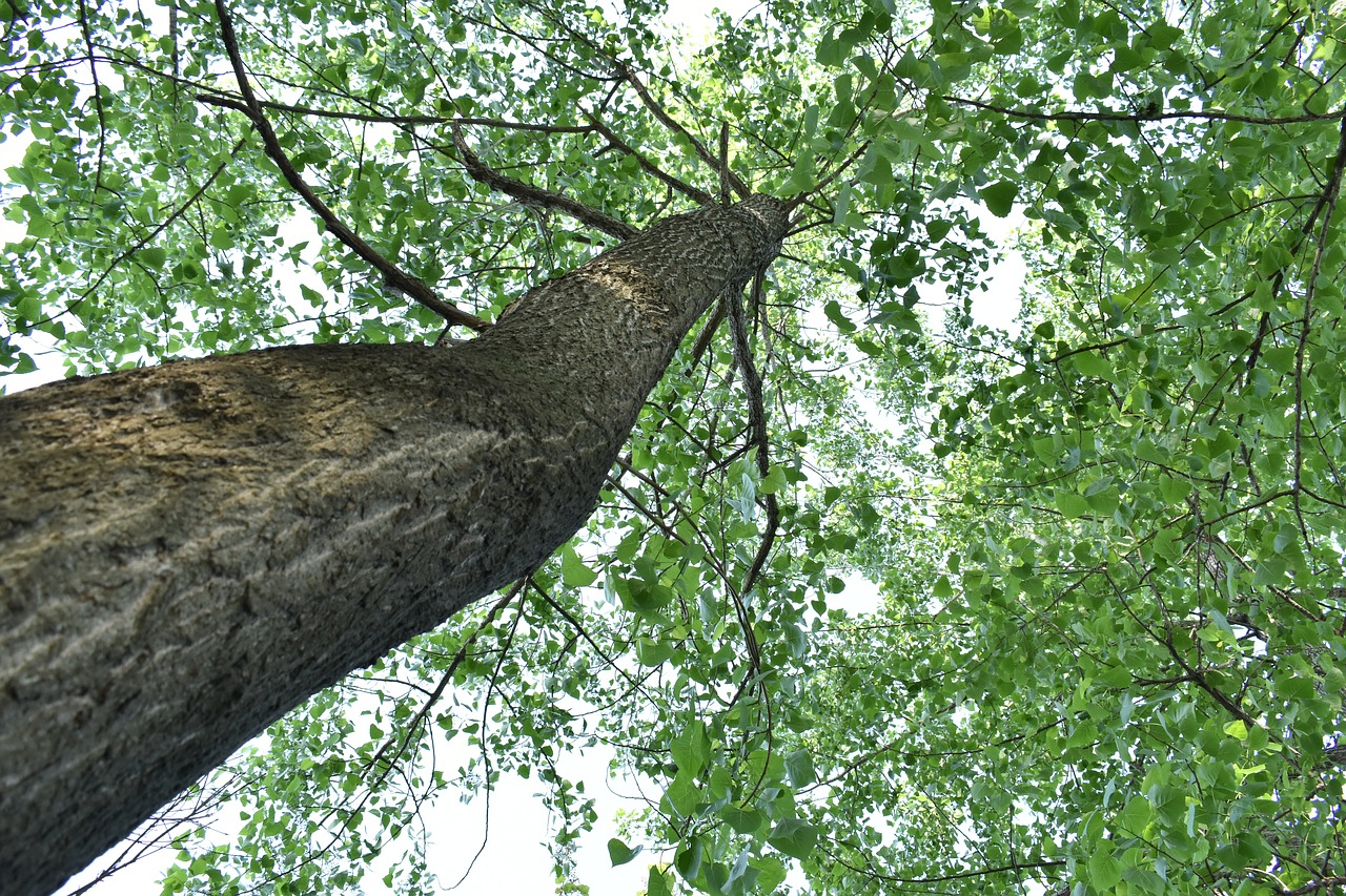 green leaf woods big trees free photo