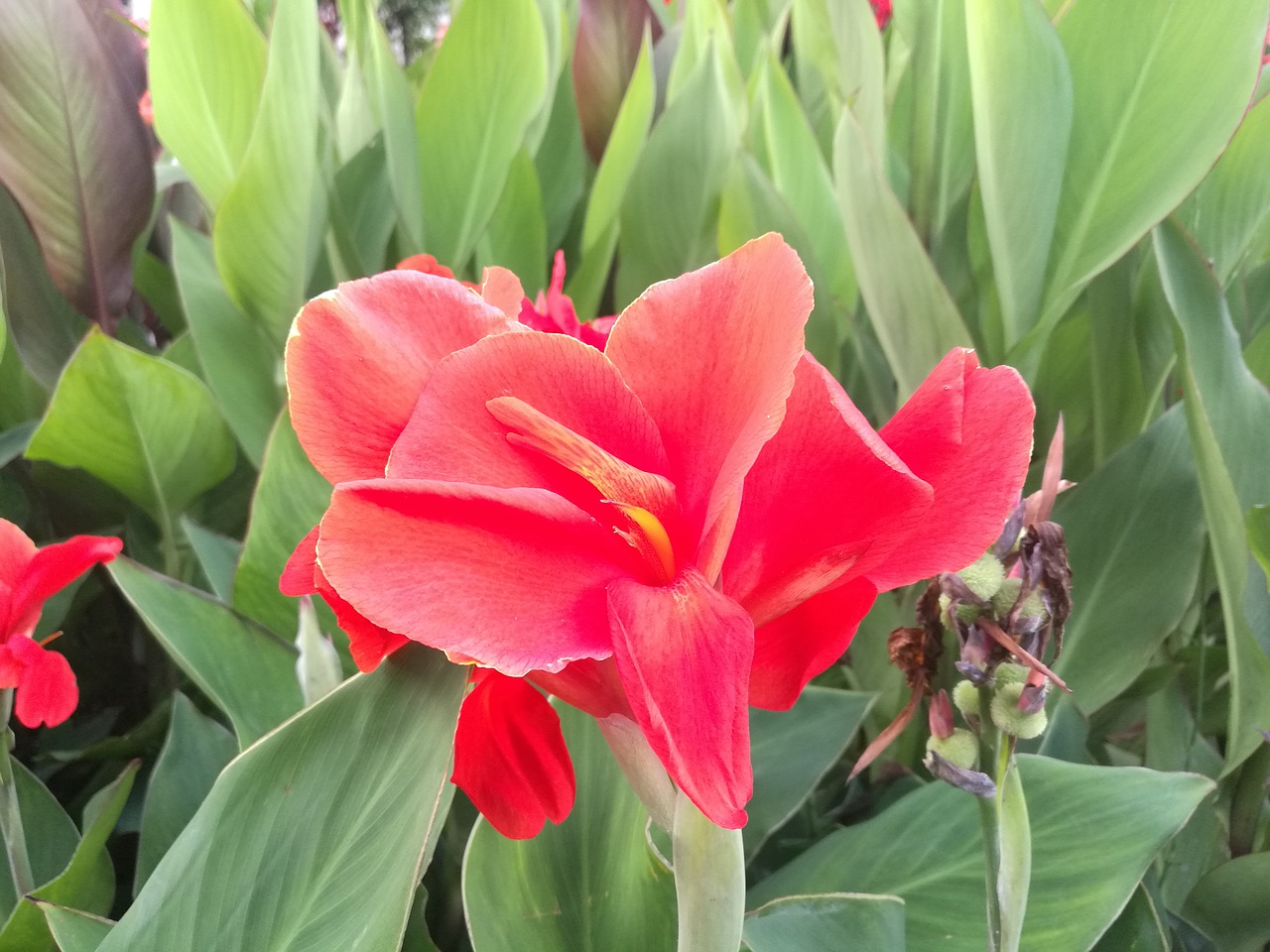 green leaf red flowers bright free photo