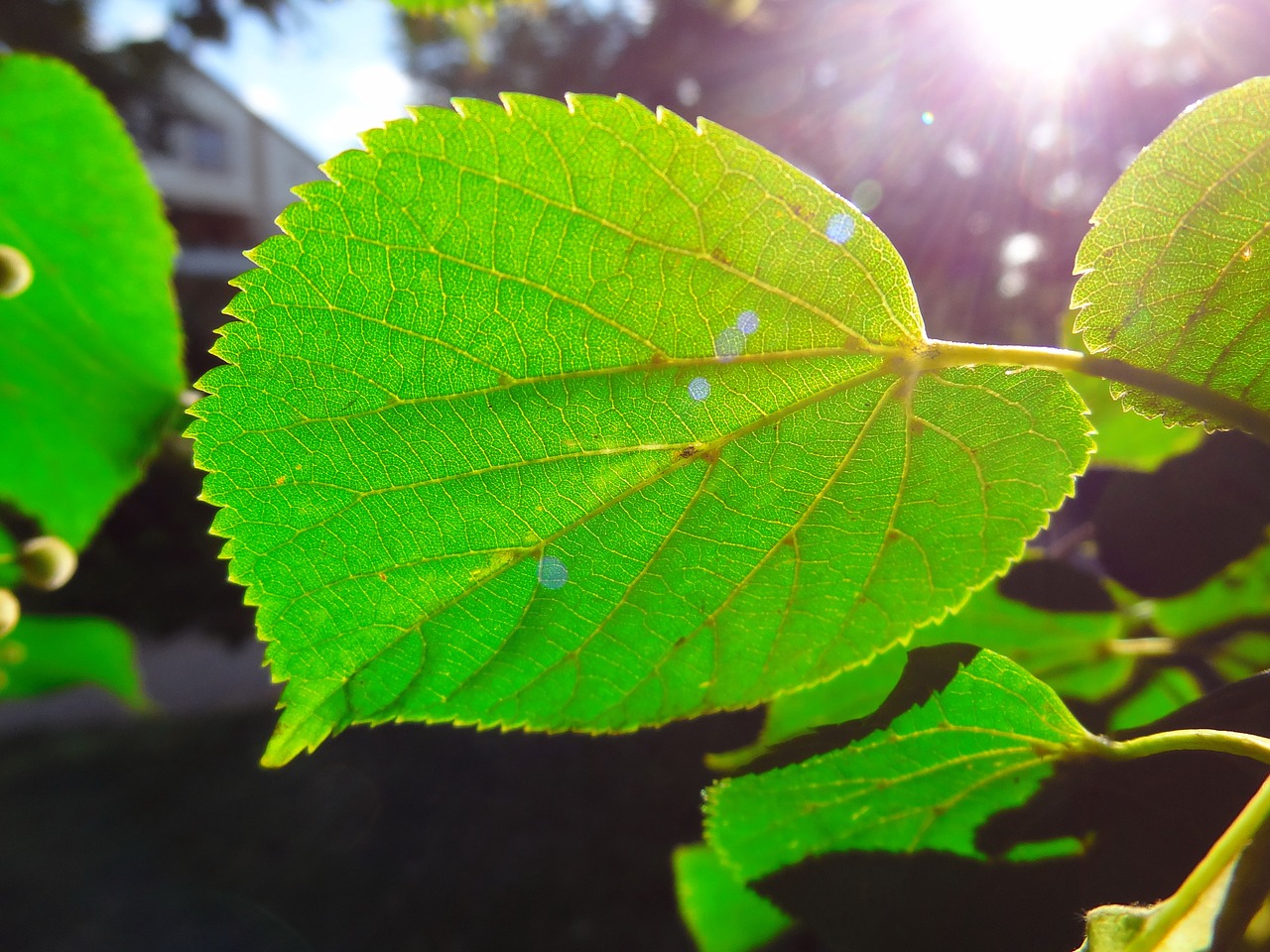 green leaf leaf sunlight free photo