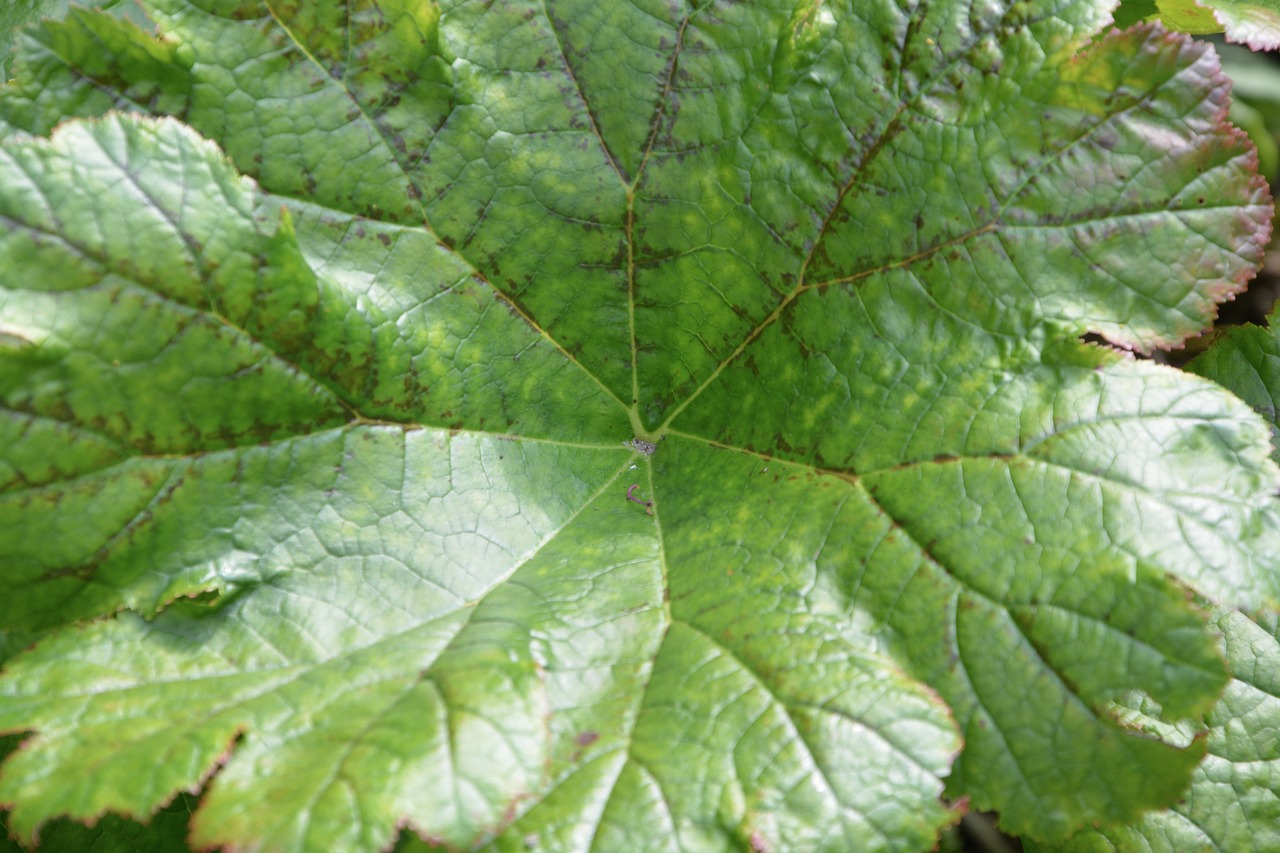 green leaf plant sheet giant free photo