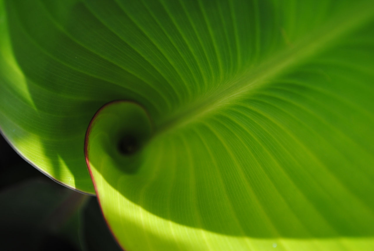 green leaf close free photo