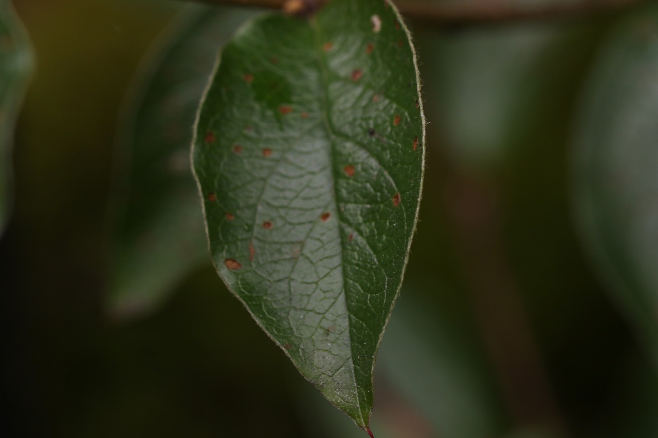 green leaf macro nature free photo