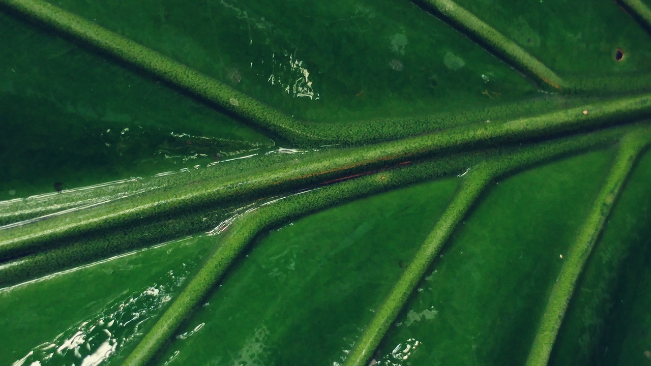 green leaf leaves mesopodium free photo