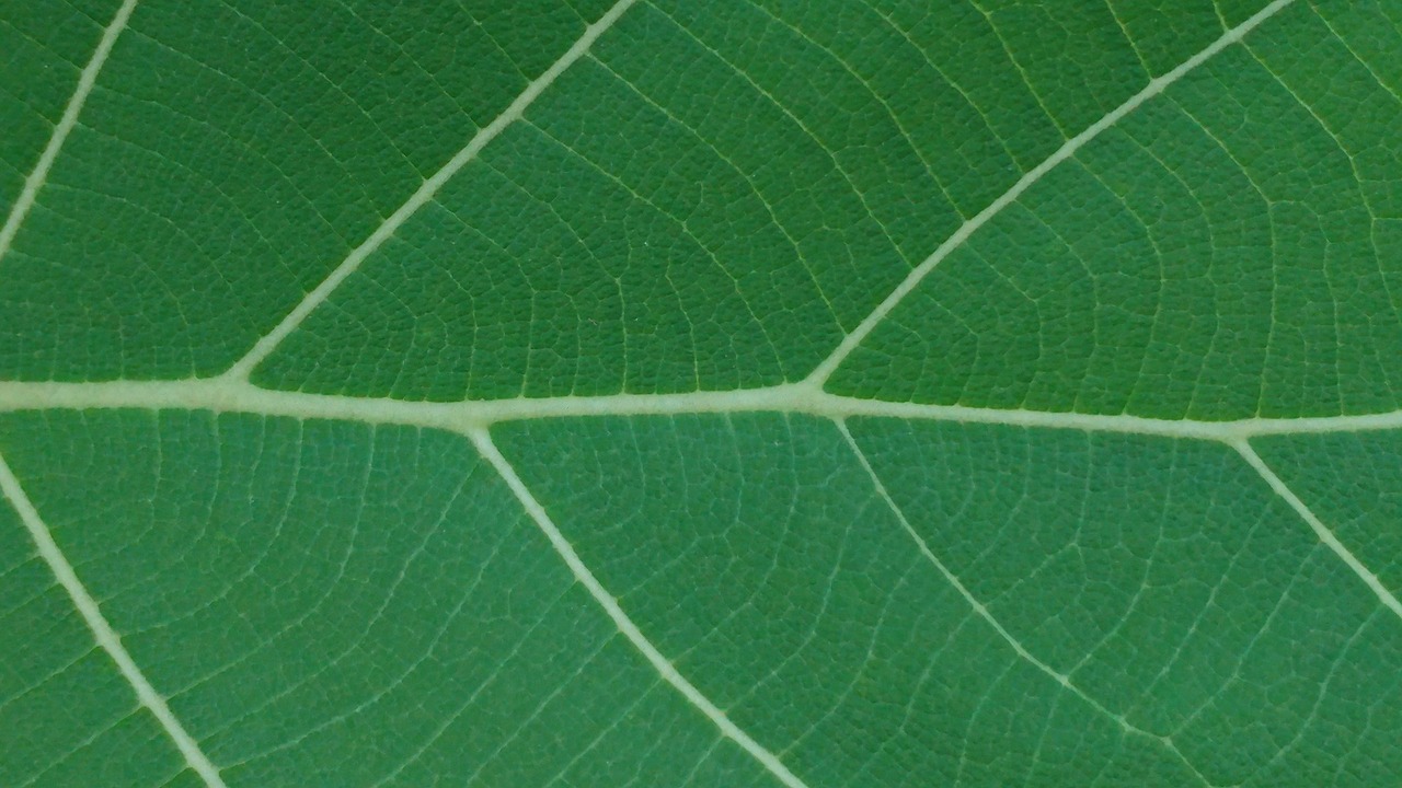green leaf leaves mesopodium free photo