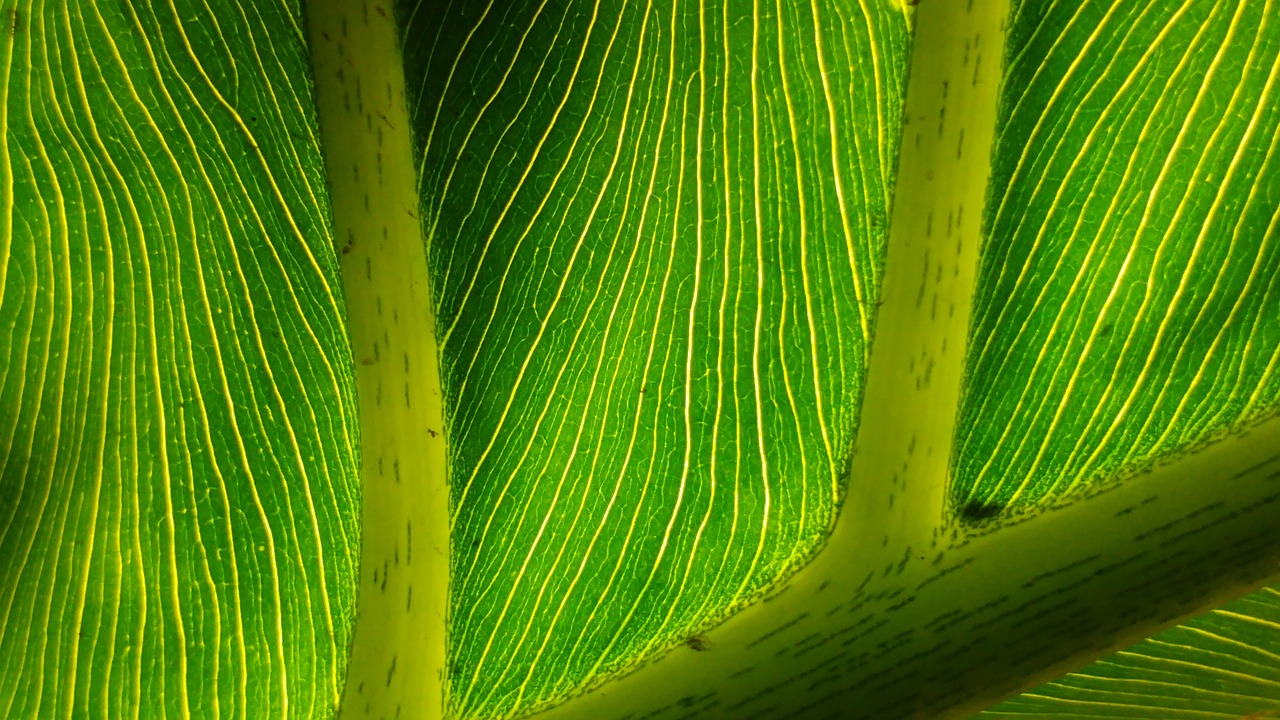 green leaf leaves mesopodium free photo