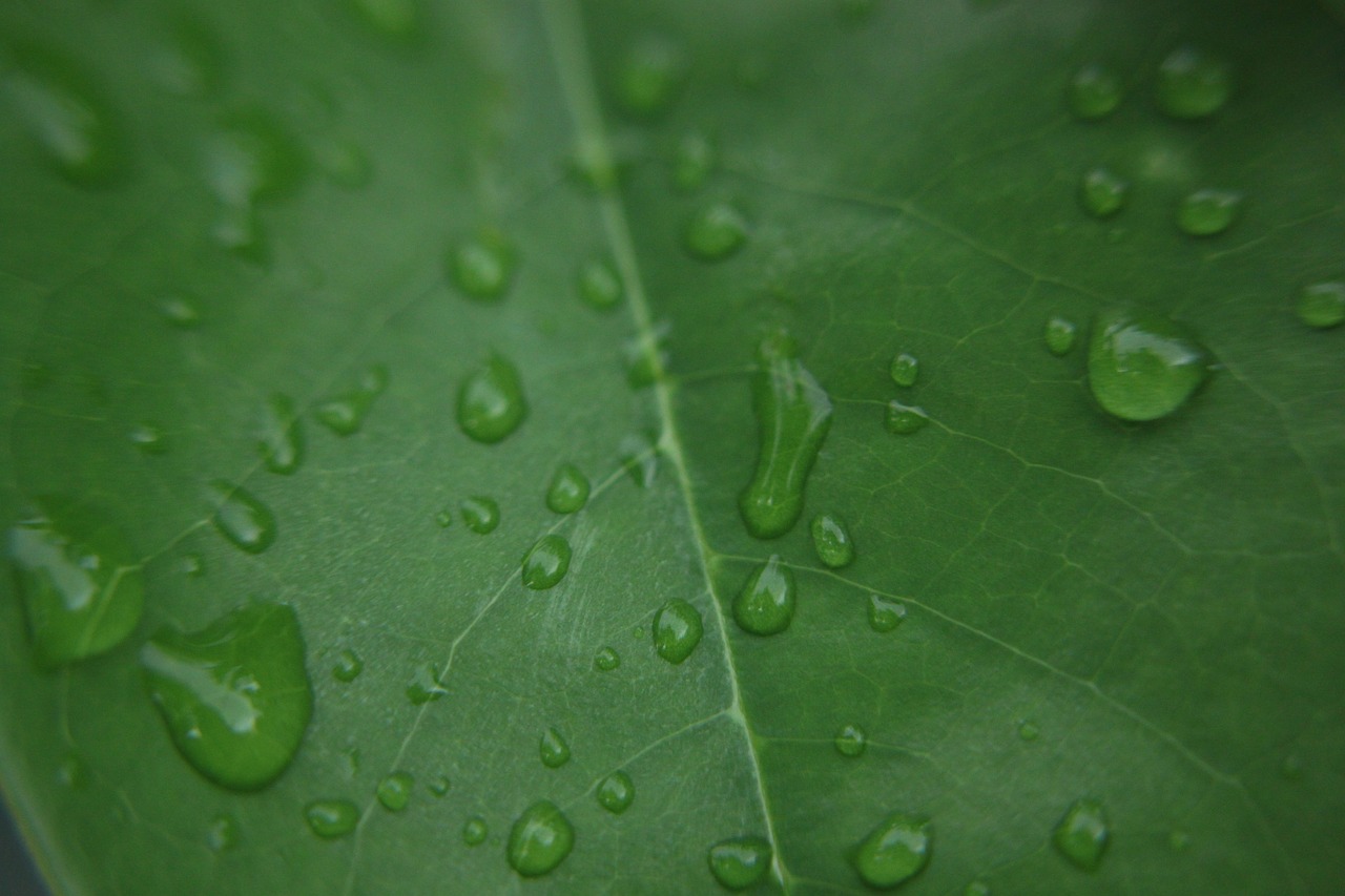 green leaf  thanksgiving background  veterans day free photo