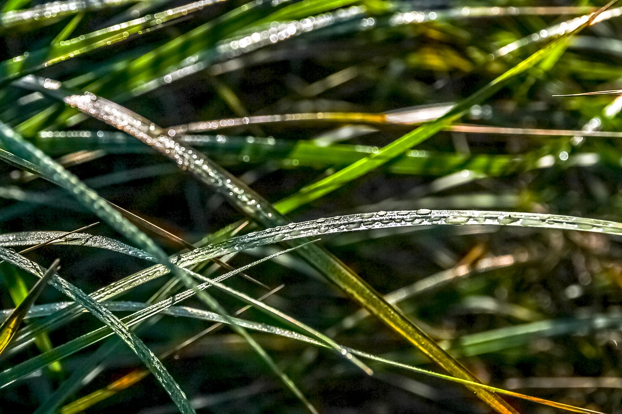 green leaf  natural  green free photo