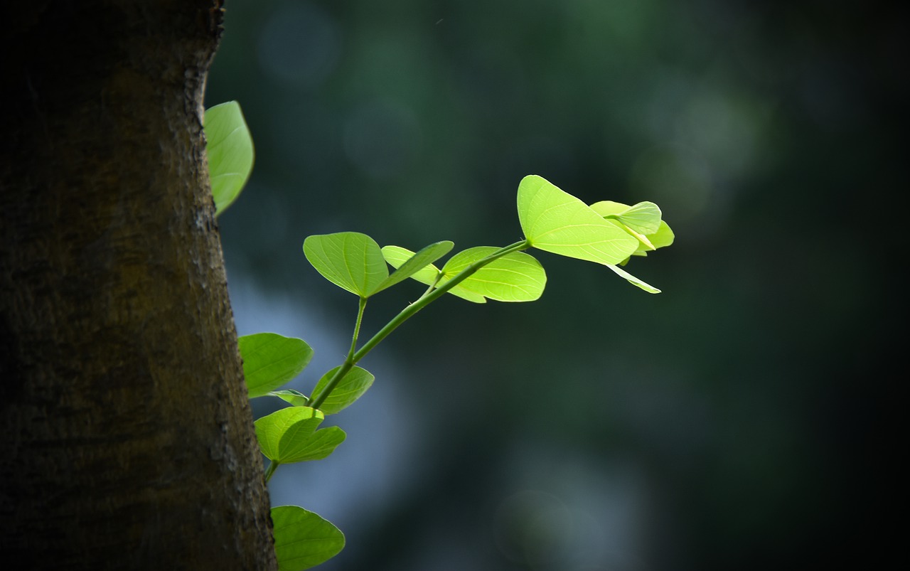 green leaf  sunshine  bright free photo