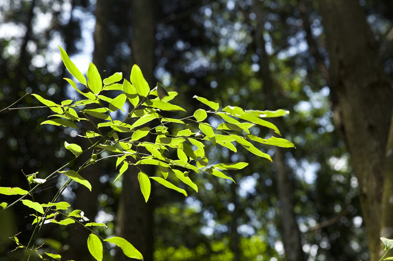 green leaf woods the scenery free photo