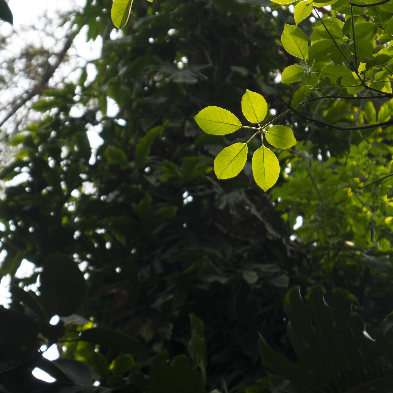 green leaf sunshine people's park free photo