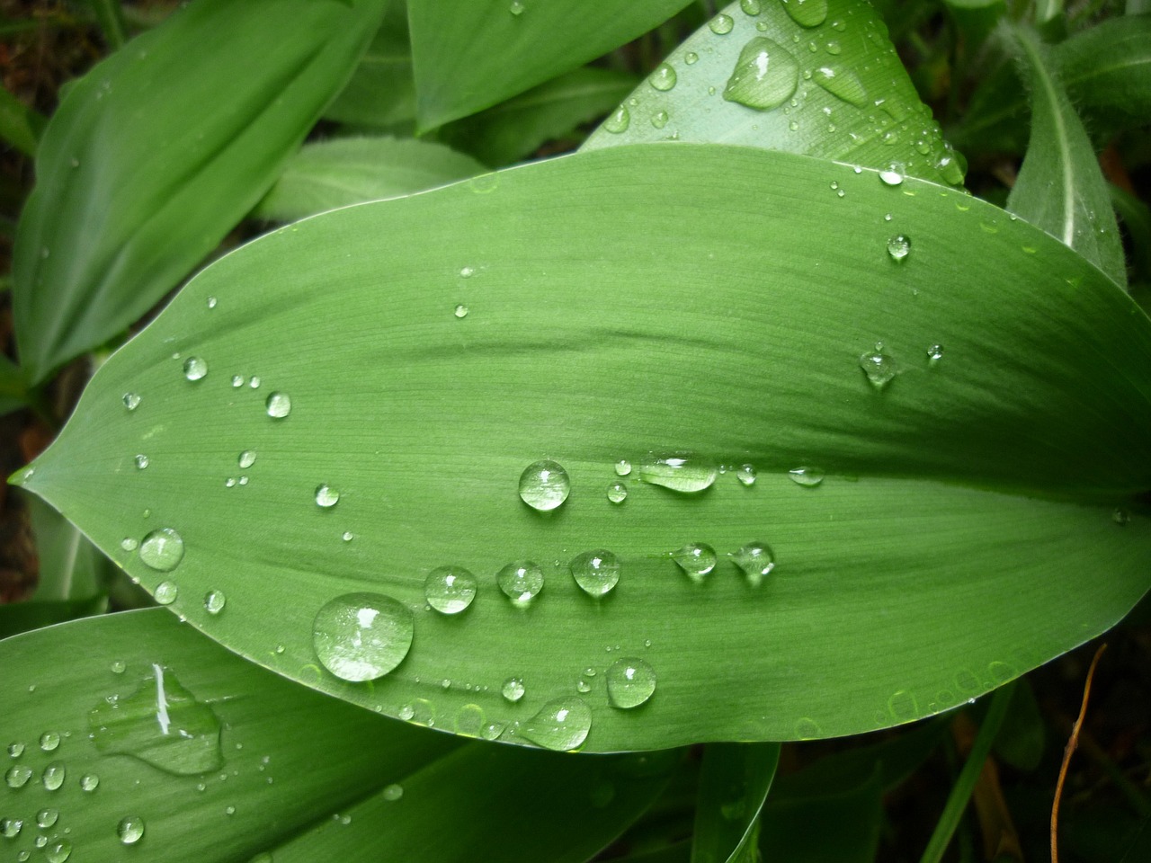 green leaf just add water rain free photo
