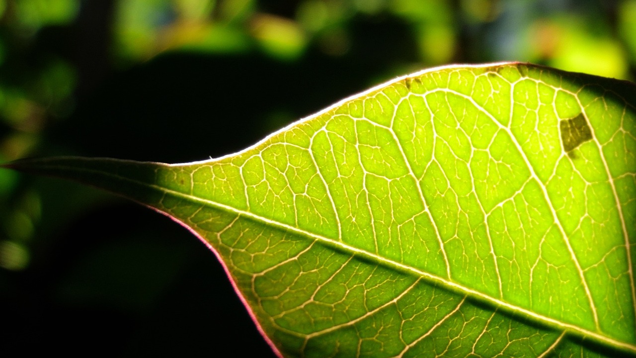 green leaf sunshine line free photo