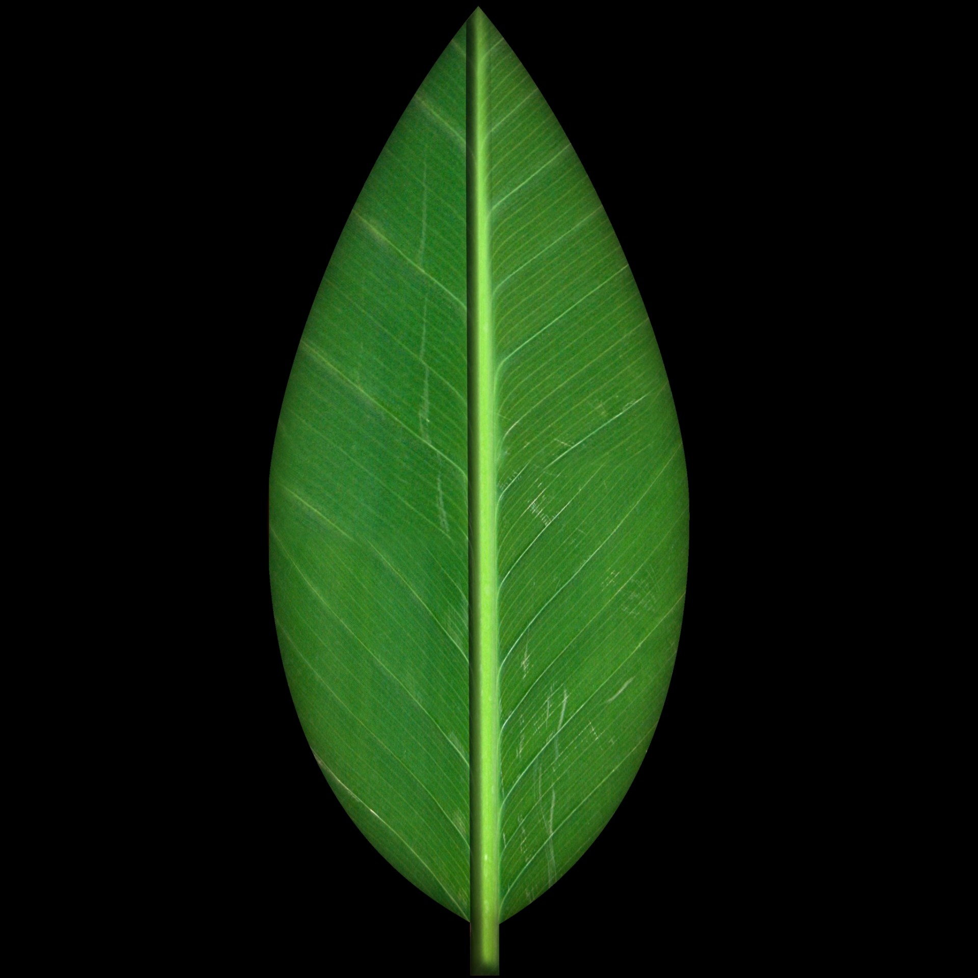 fine green leaf free photo