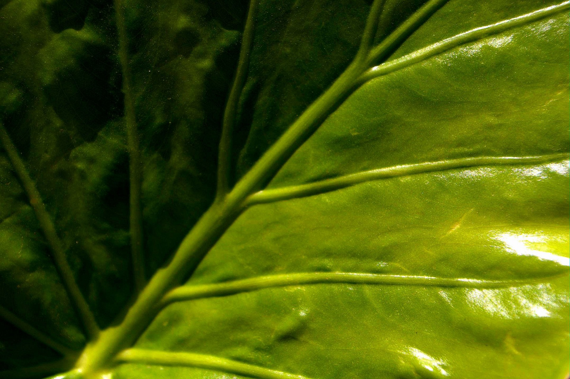 leaf close-up growth free photo