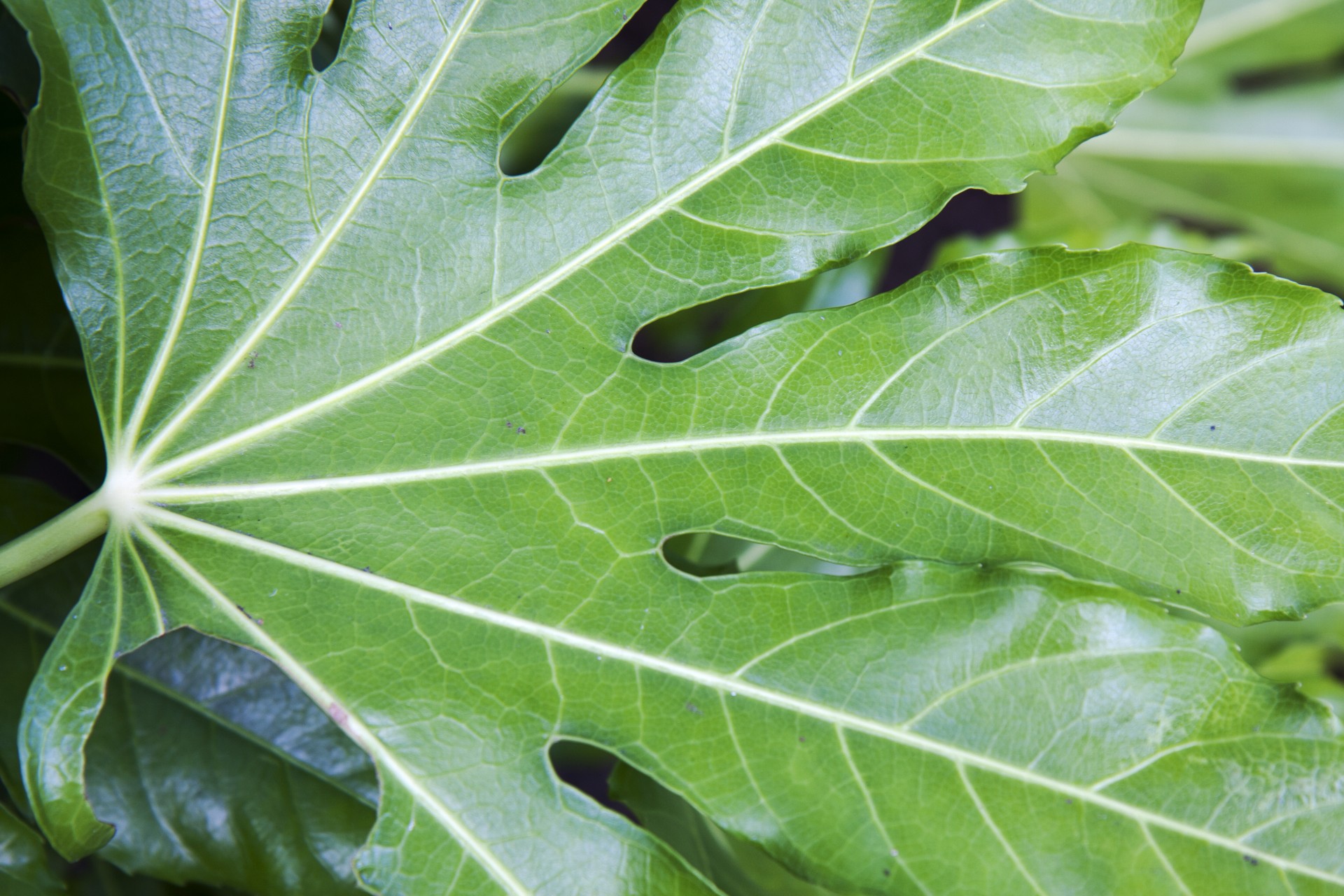 leaf close-up green free photo