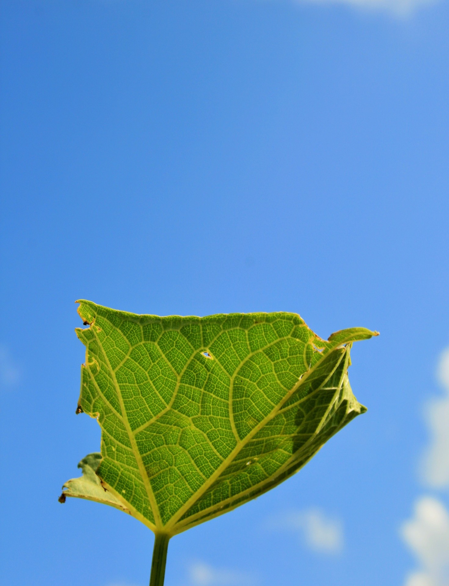 sky blue leaf free photo