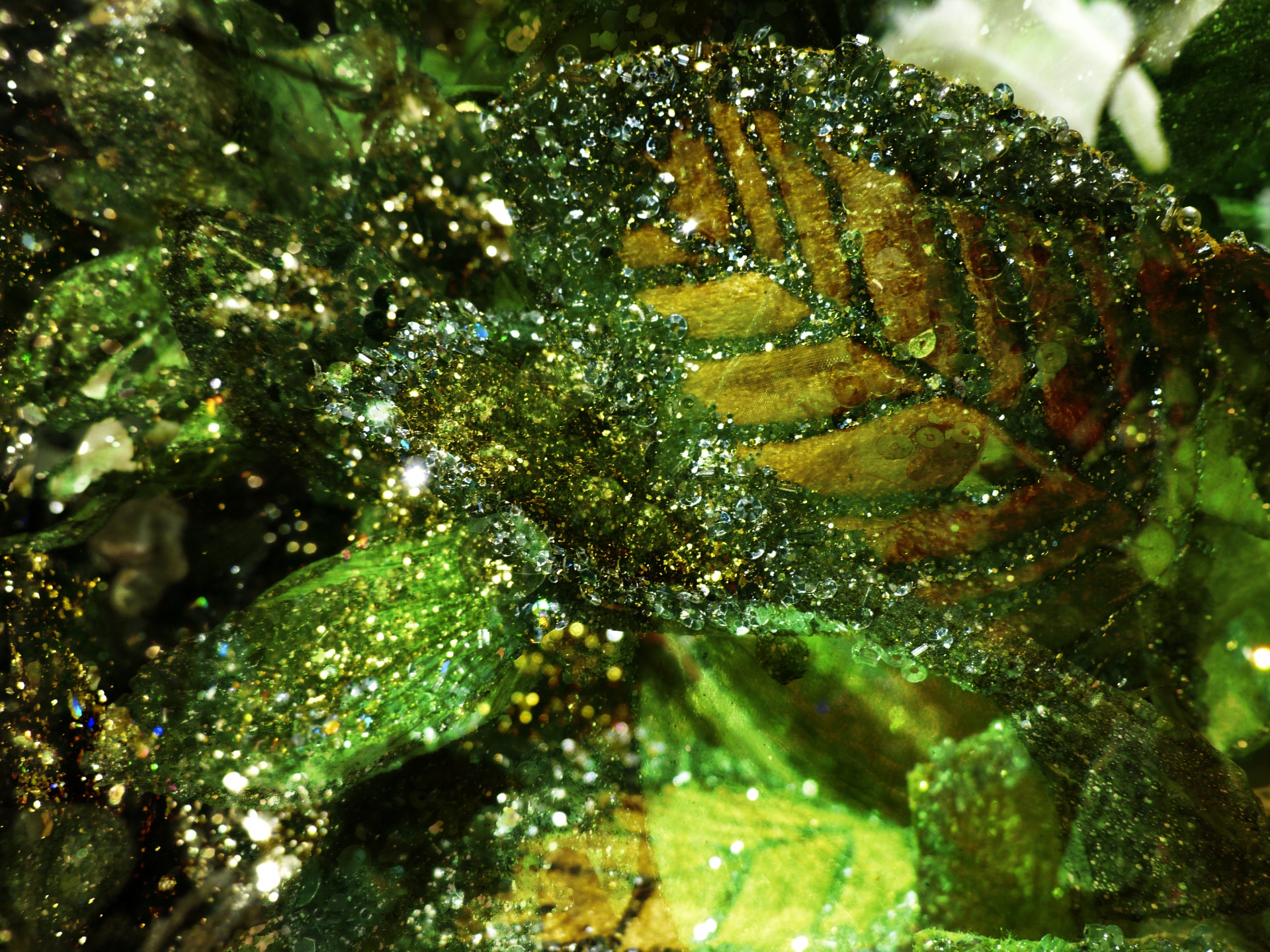 background leaves glitter free photo