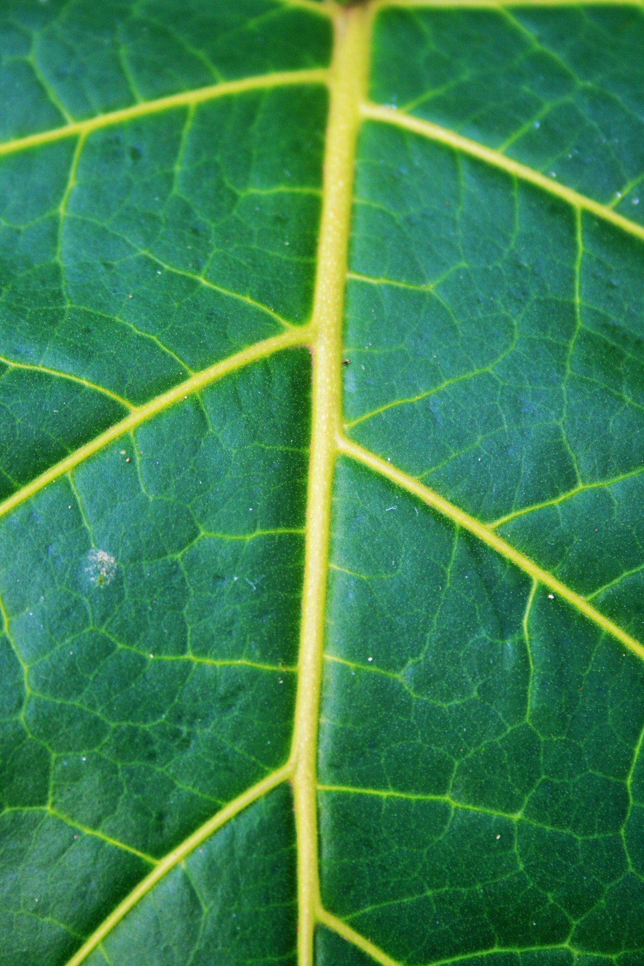 leaf large green free photo