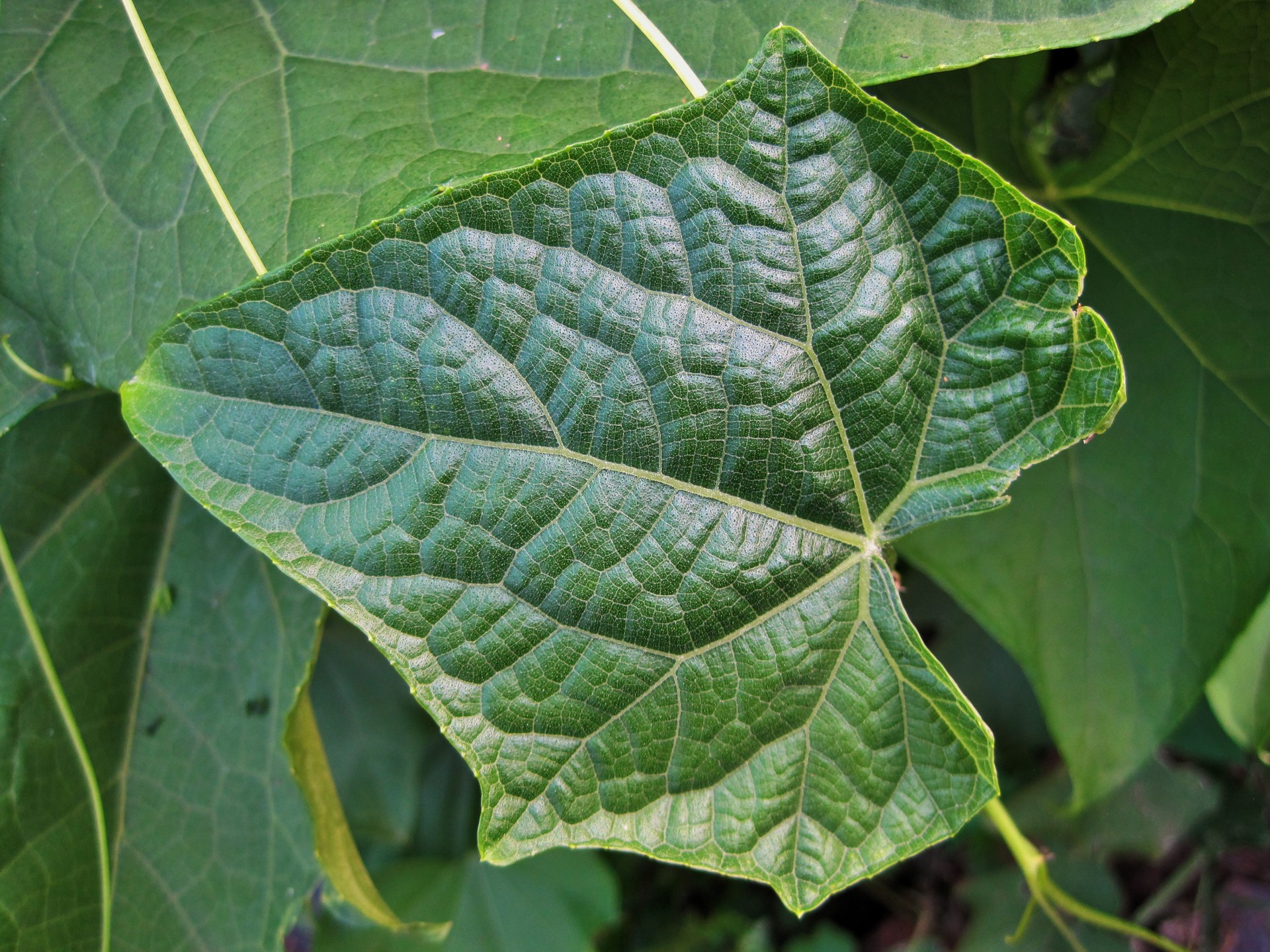 leaf green veins free photo