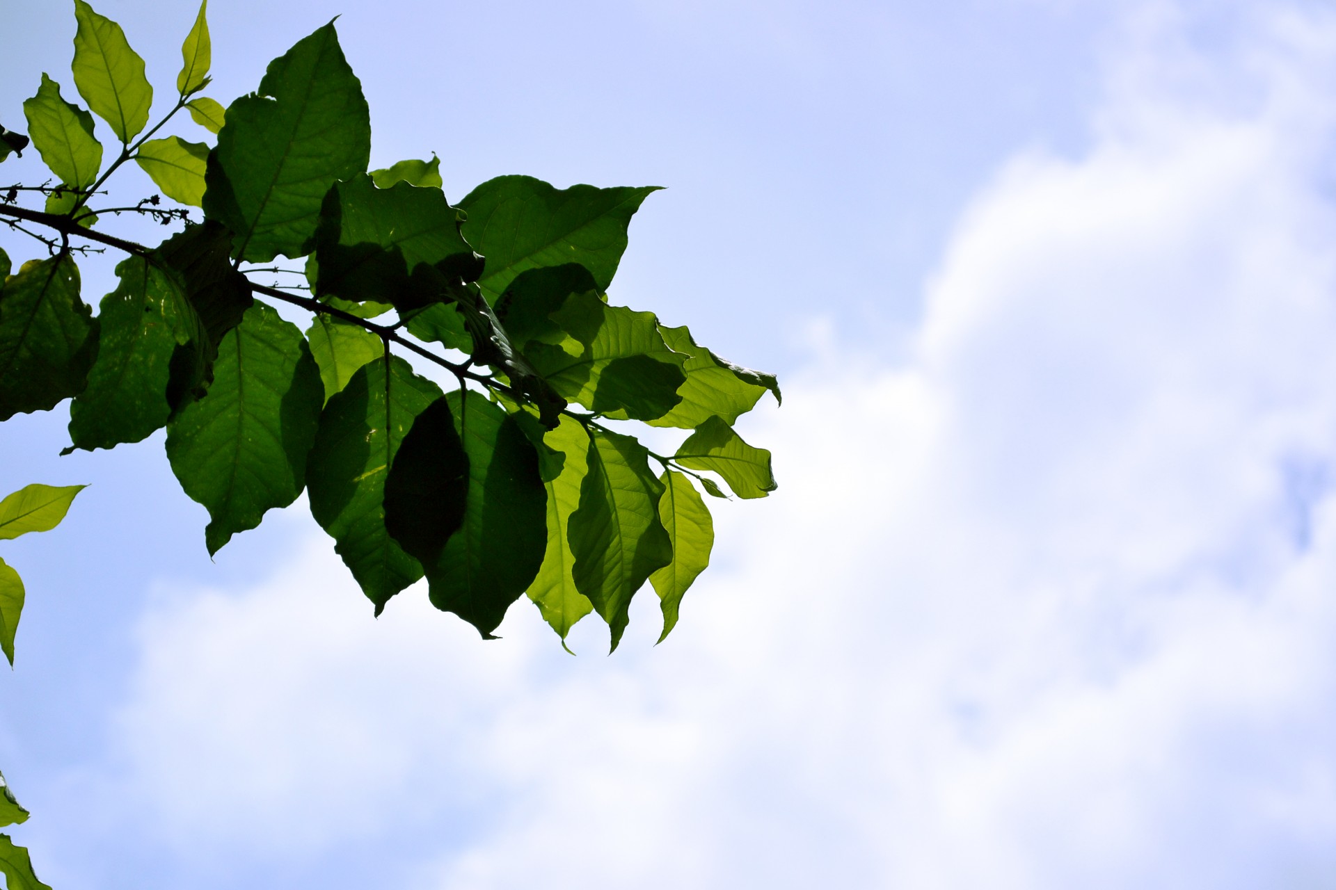 sky blue blue sky free photo