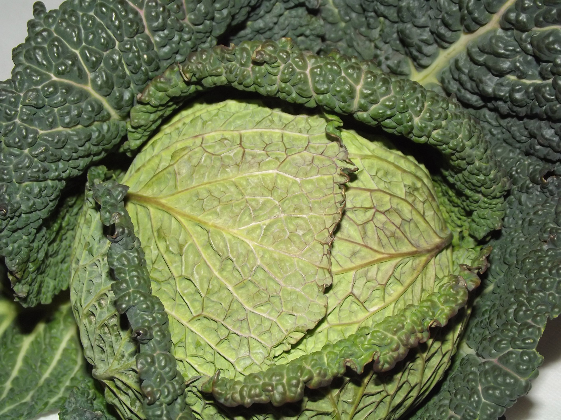green leafy cabbage free photo