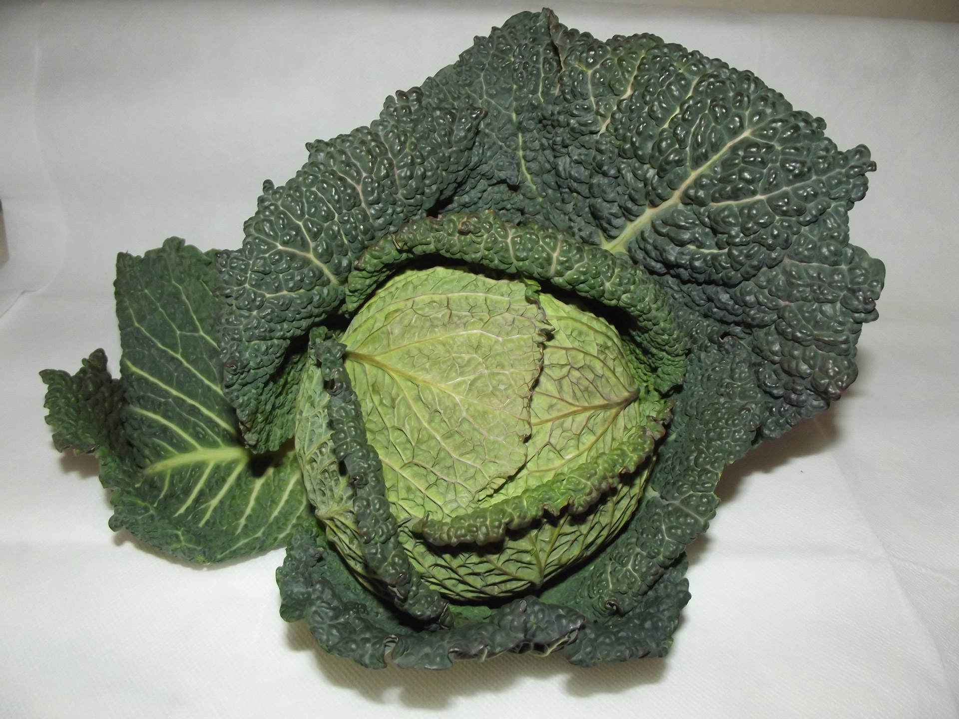 green leafy cabbage free photo