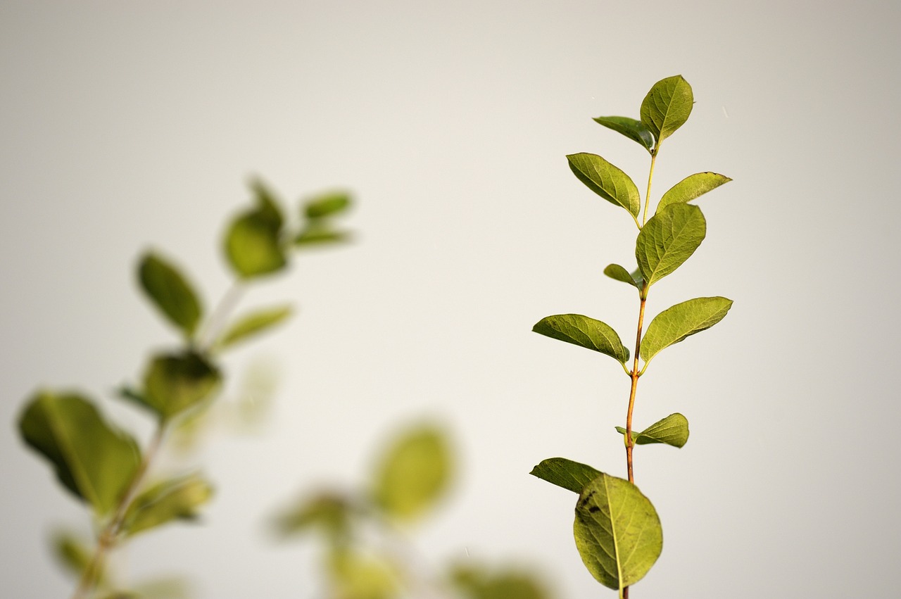 green leaves leaves stem free photo